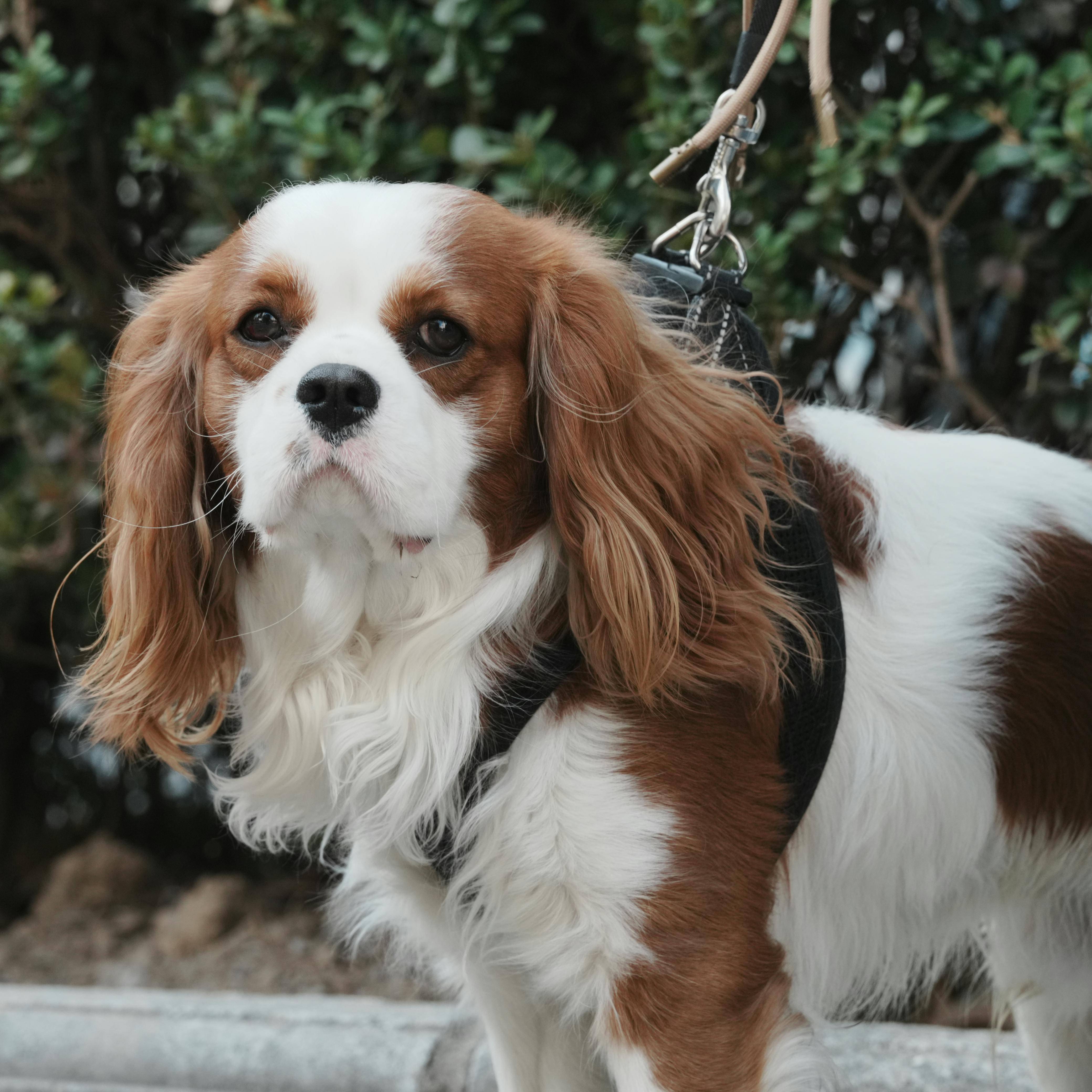 Cavalier King Charles Spaniel