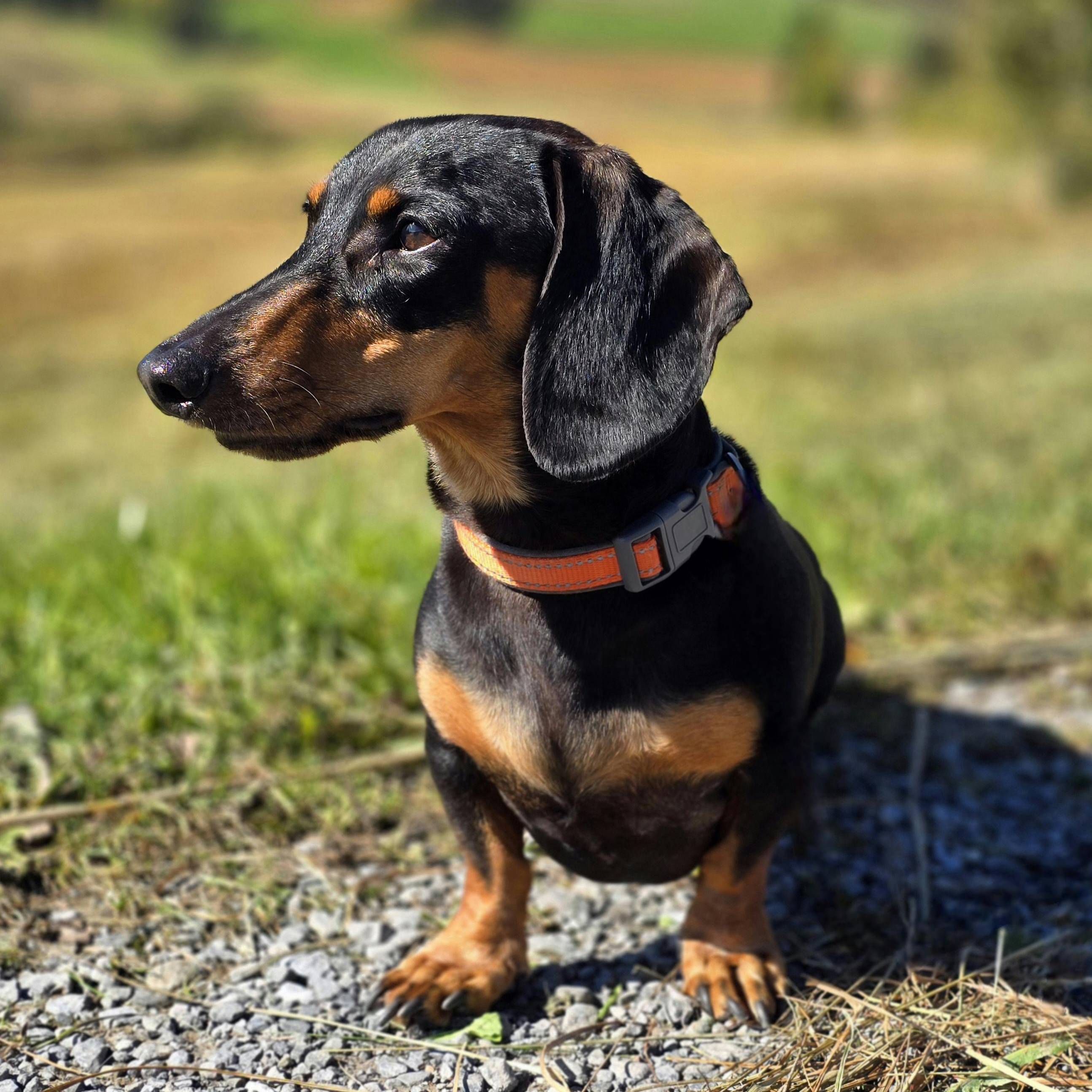 Dachshund