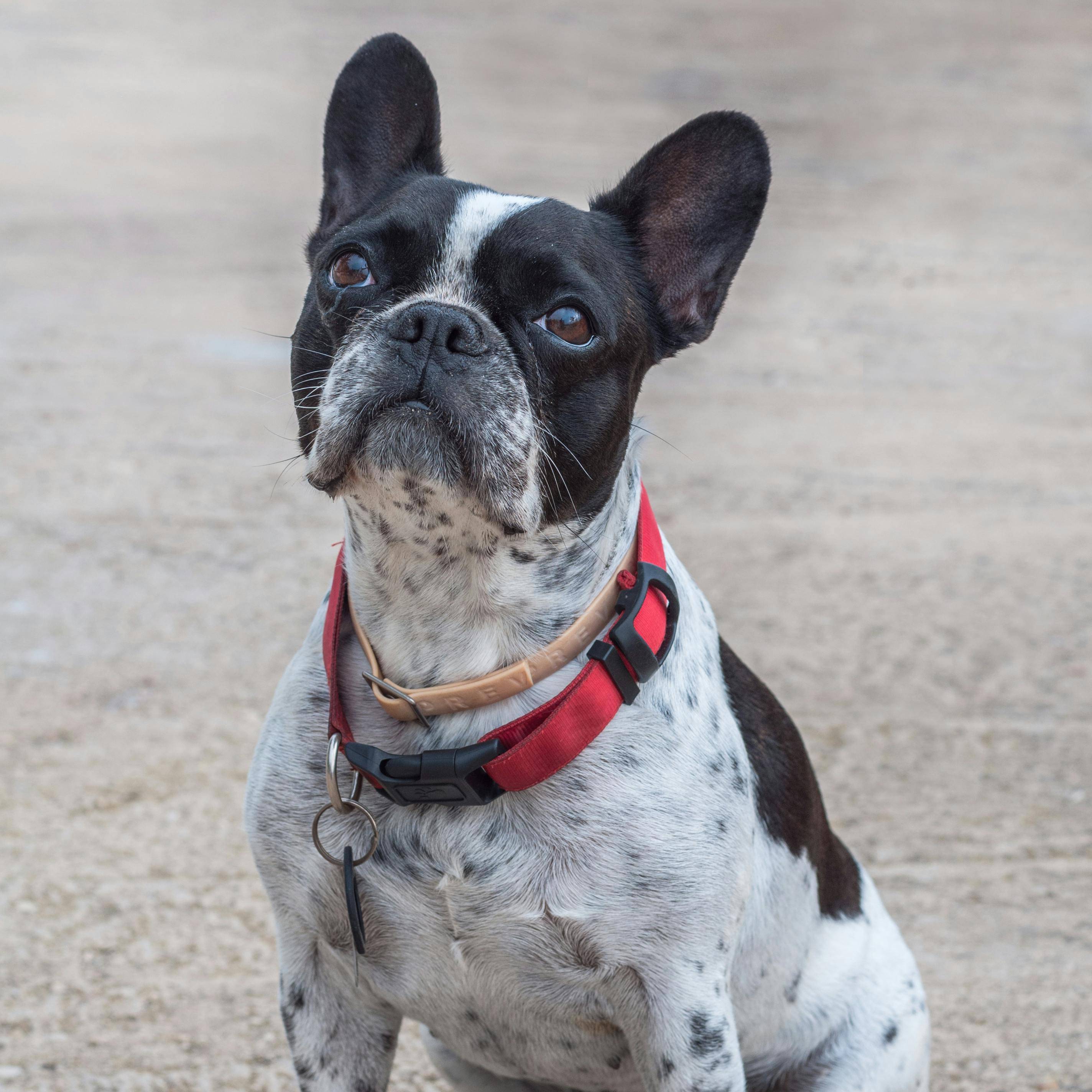French Bulldog