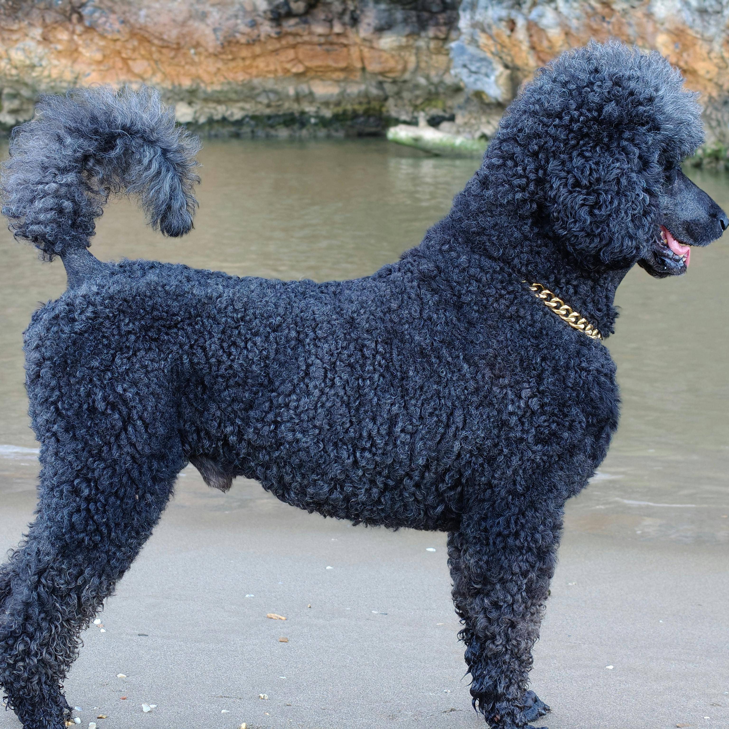 Poodle (Standard)