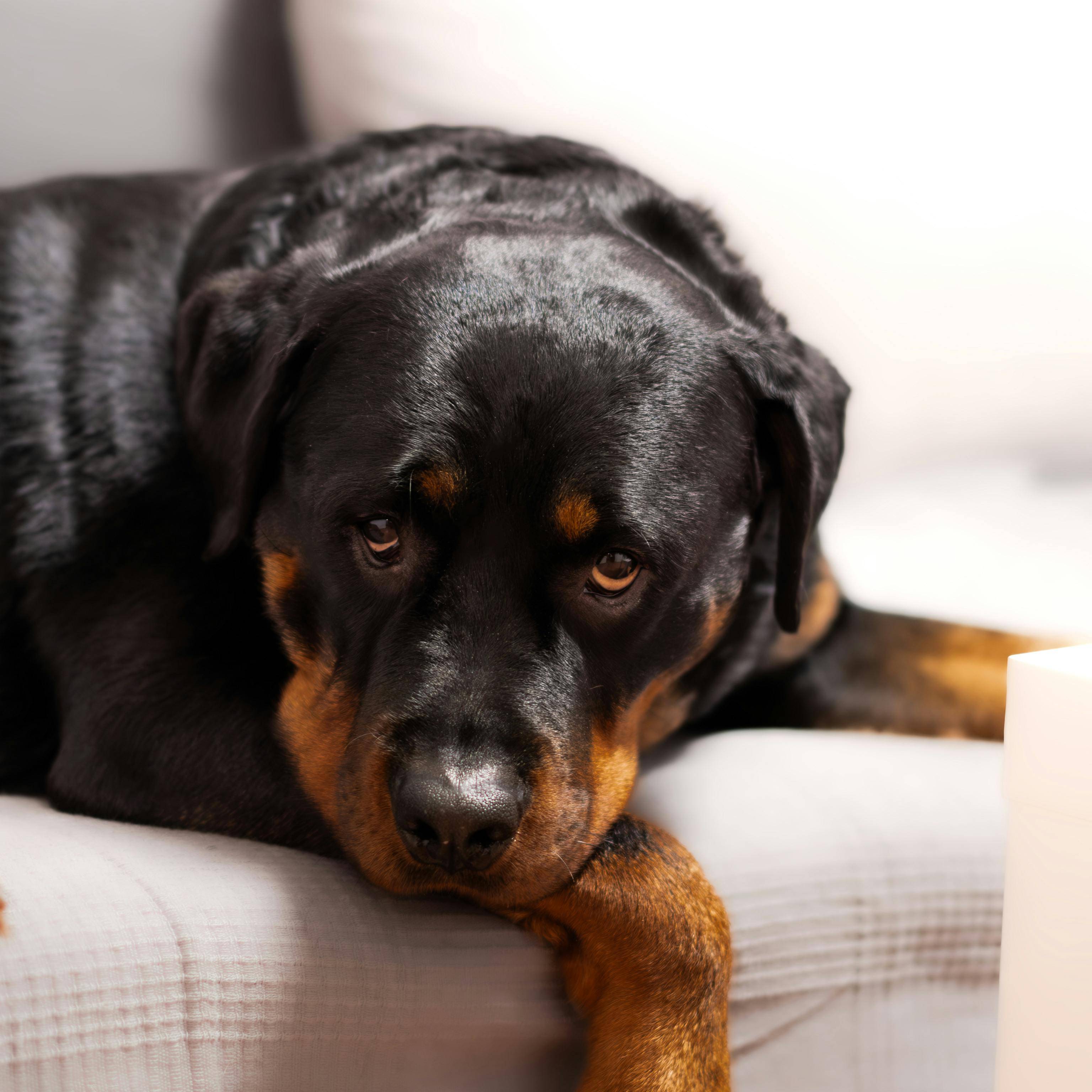 Rottweiler